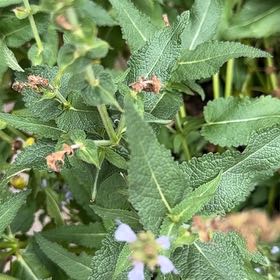 Photo of the plant species Meadow Sage by @ManyDecodon13 named Plato on Greg, the plant care app