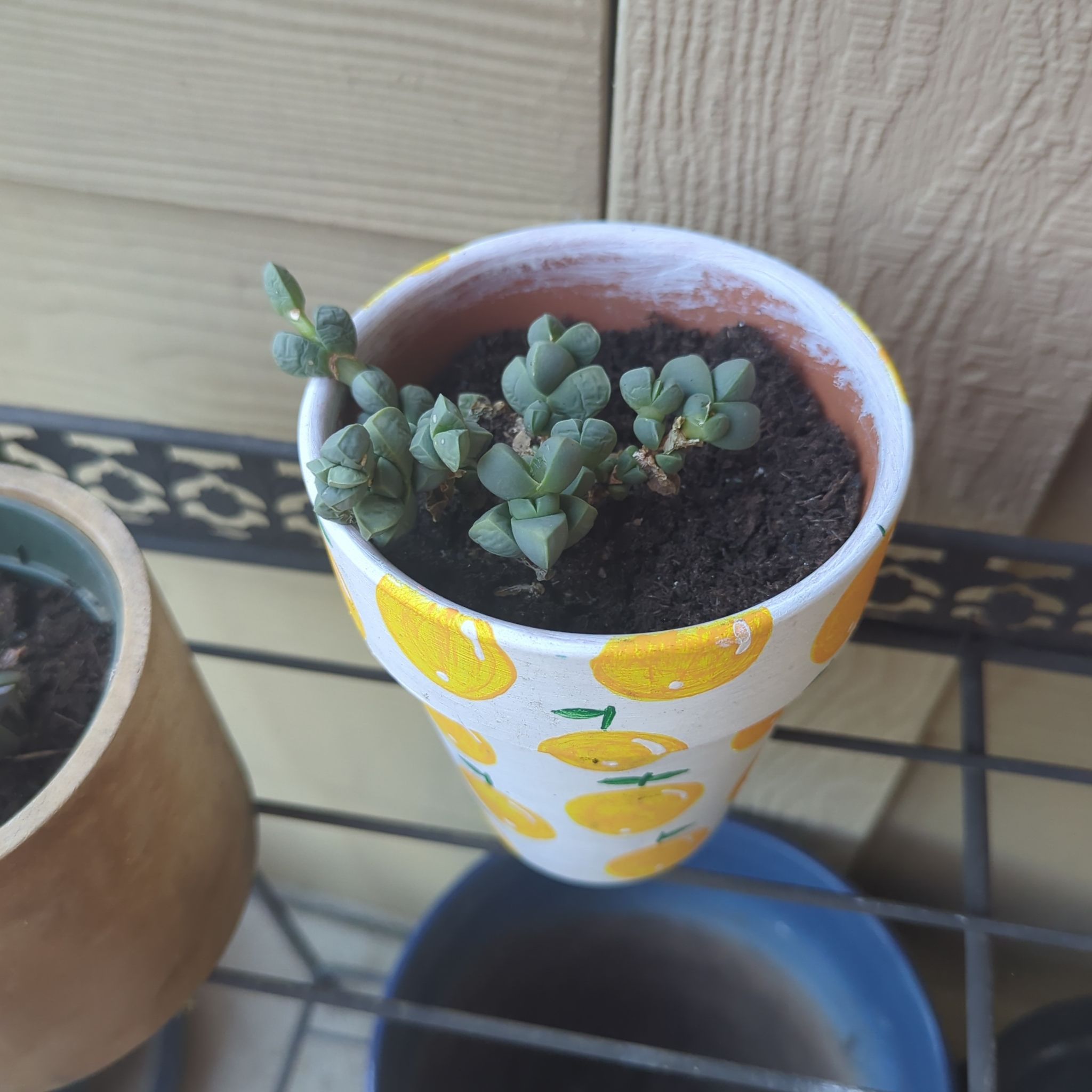 Photo of the plant species Ice Plant by @ChummyCorncob34 named Xena on Greg, the plant care app