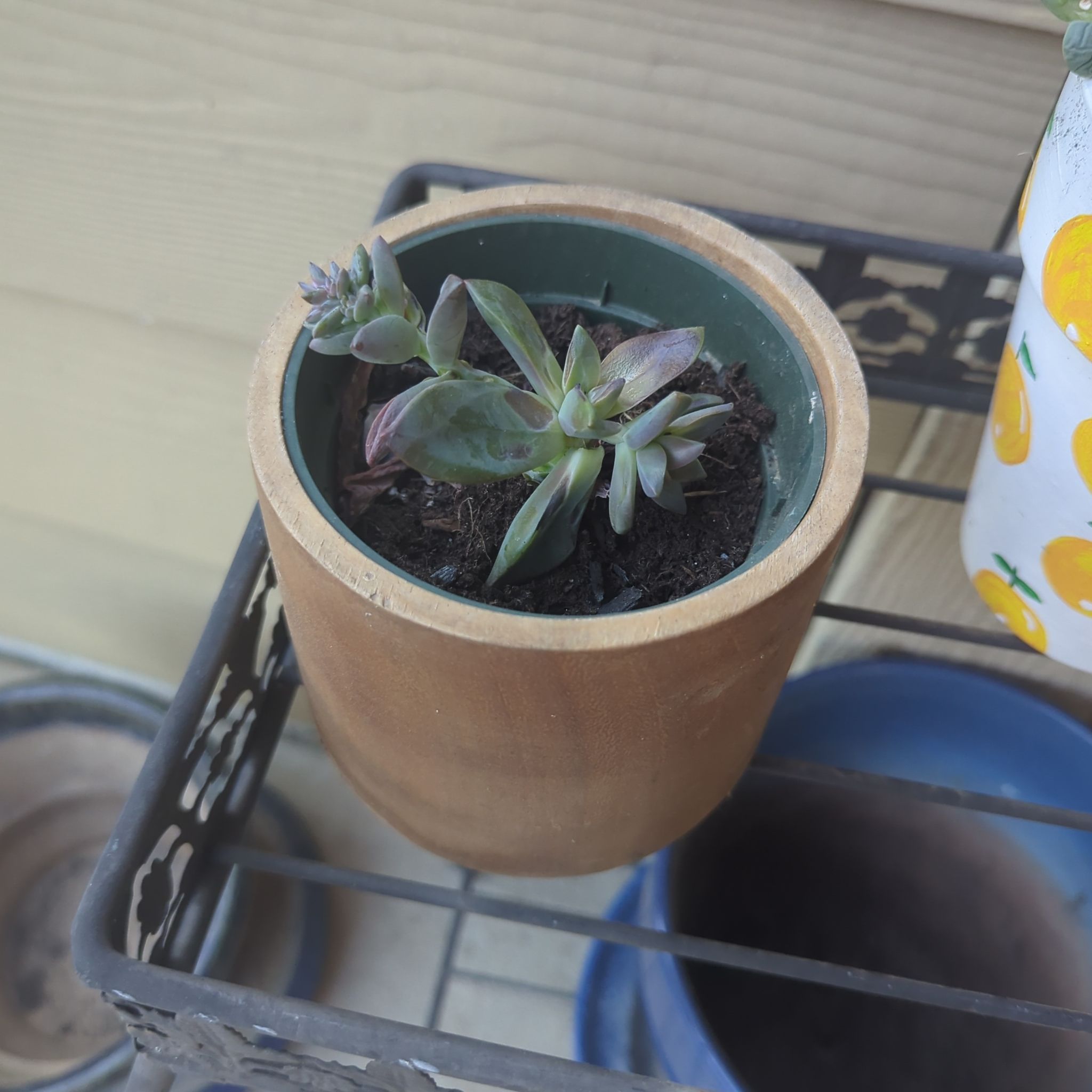 Photo of the plant species Echeveria 'Red Licorice' by @ChummyCorncob34 named Sherlock on Greg, the plant care app