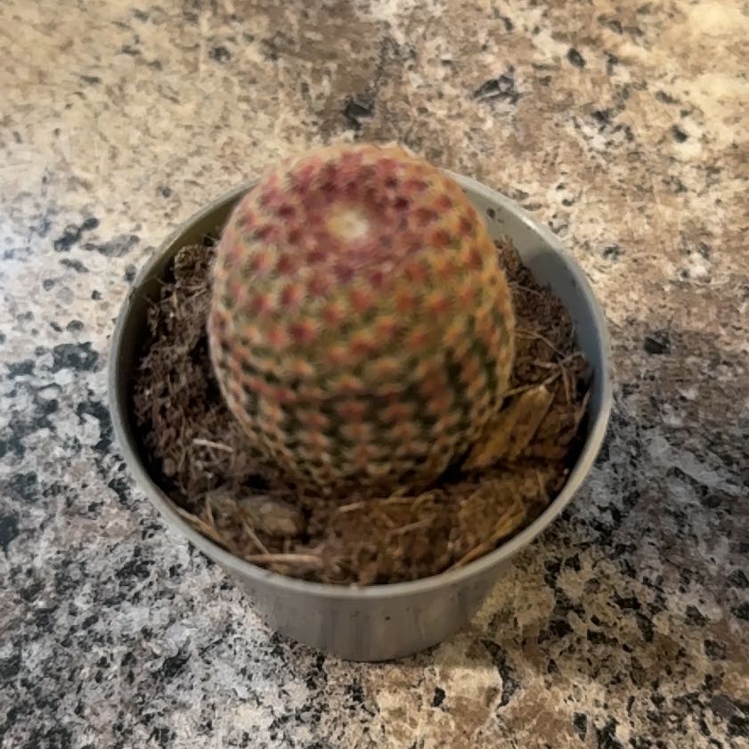 Photo of the plant species Rainbow Hedgehog Cactus 'Rubispinus' by @GutsyFeijoa25 named Cleopatra on Greg, the plant care app