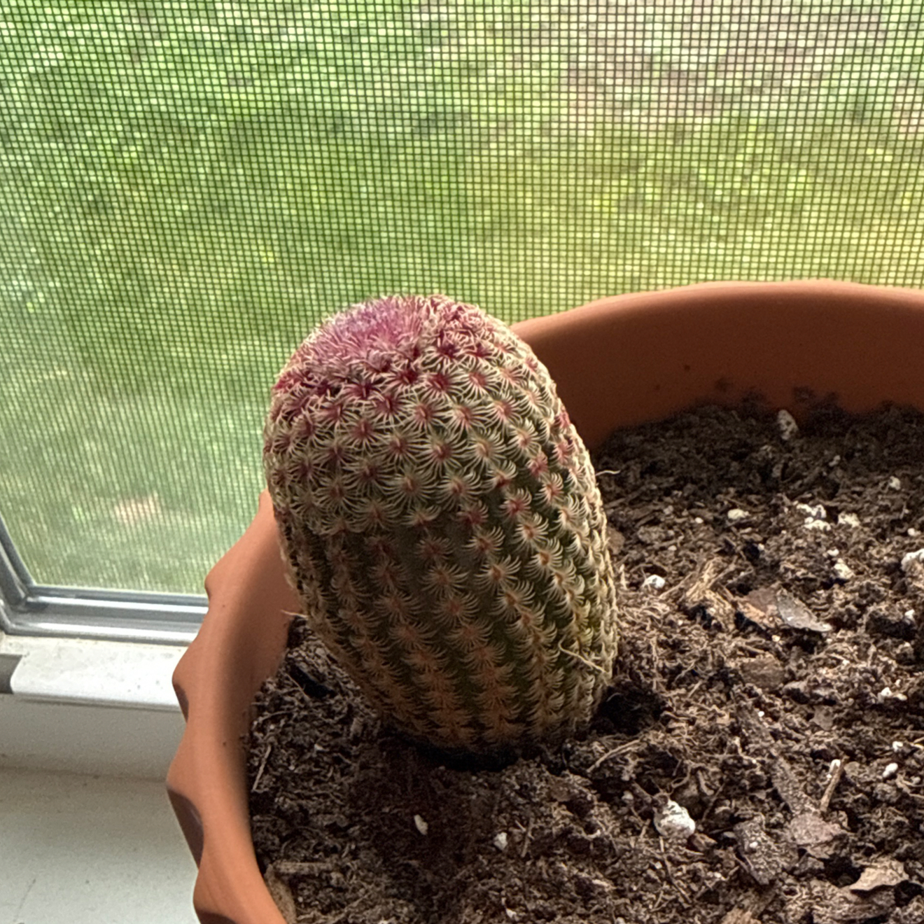 Photo of the plant species Rainbow Hedgehog Cactus 'Rubispinus' by @GutsyFeijoa25 named Cleopatra on Greg, the plant care app