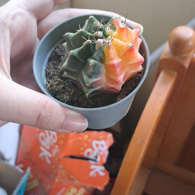 Photo of the plant species Variegated Moon Cactus by @FreeAvocado96 named Rosa on Greg, the plant care app
