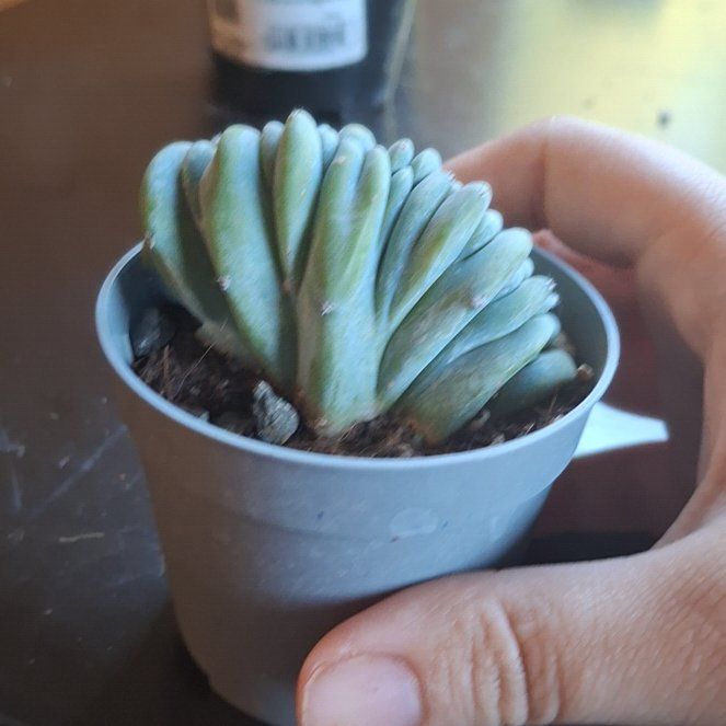 Photo of the plant species Echinopsis 'Rose Quartz' by @FreeAvocado96 named Robert on Greg, the plant care app