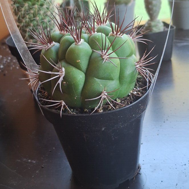 Photo of the plant species Thelocactus hexaedrophorus by @FreeAvocado96 named Berry on Greg, the plant care app
