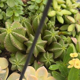 Photo of the plant species Tanzanian Zipper Plant by @UnusualPomelo35 named Clooney on Greg, the plant care app
