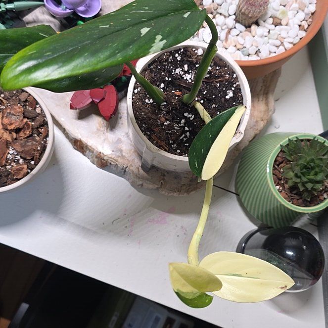 Photo of the plant species monstera standleyana by @GoodyKoa27 named Doja Cat on Greg, the plant care app