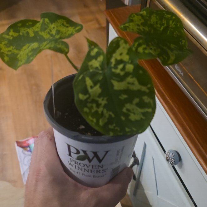 Photo of the plant species Alocasia by @GoodyKoa27 named Fernie Saunders on Greg, the plant care app