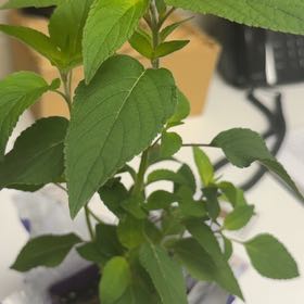Photo of the plant species Pineapple Sage by @FinePlanera79 named Homer on Greg, the plant care app