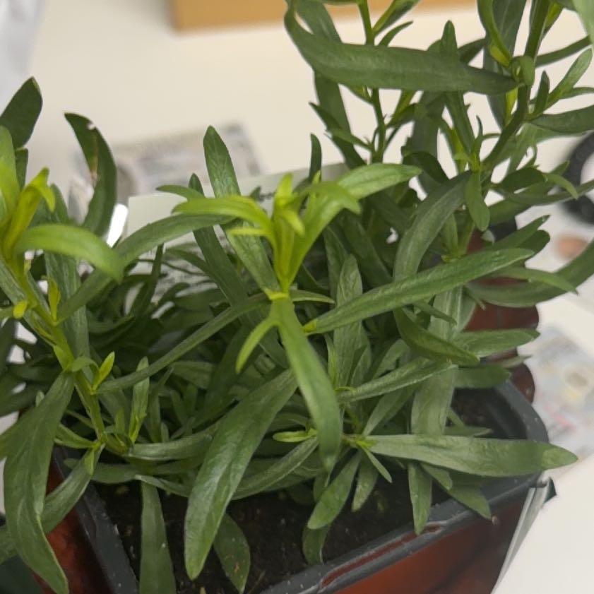 Photo of the plant species Michaelmas Daisy by @FinePlanera79 named Nithin on Greg, the plant care app
