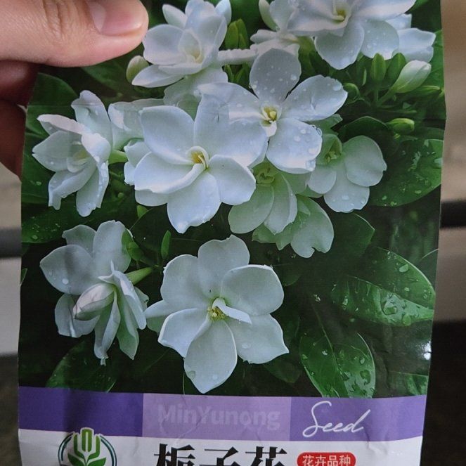 Photo of the plant species Fiddle Leaf Plumeria by @CosmicSkimmia85 named Treeyoncé on Greg, the plant care app