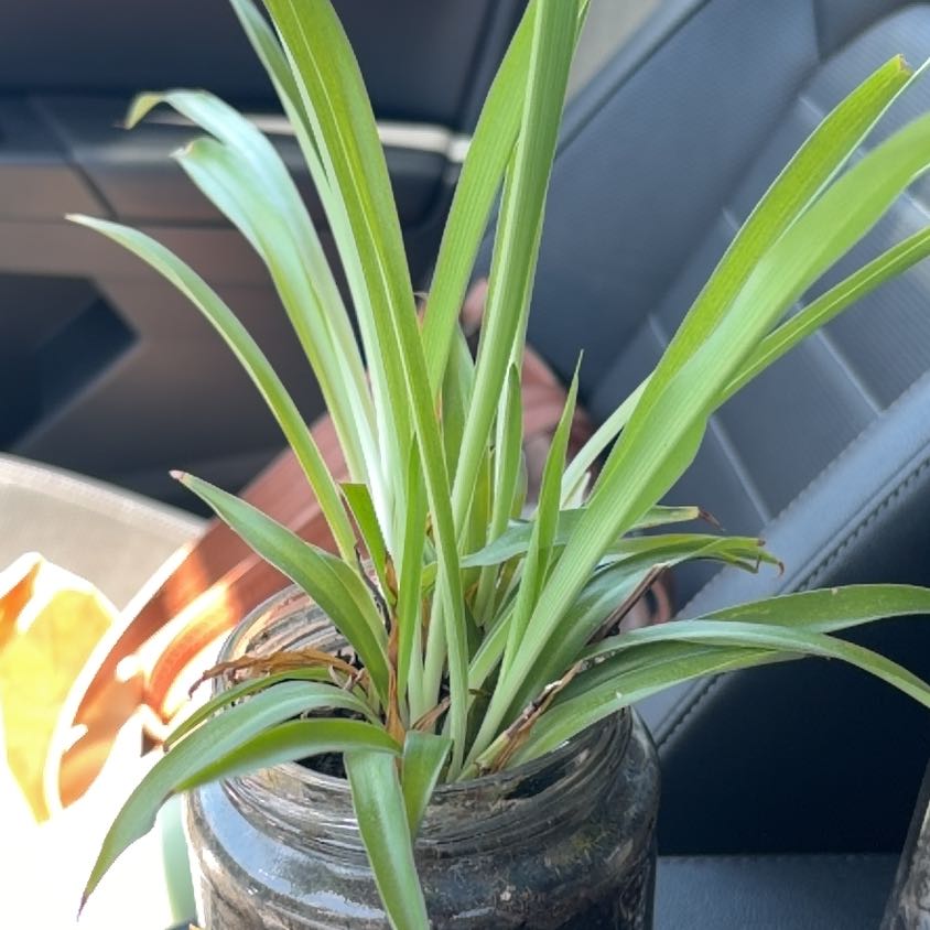 Photo of the plant species Annual Ryegrass by @FamedPuriri58 named Kendall on Greg, the plant care app