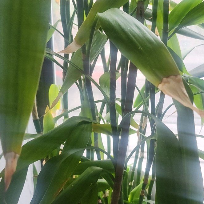 Photo of the plant species Giant Reed by @LikelyBeebalm38 named Nithin on Greg, the plant care app
