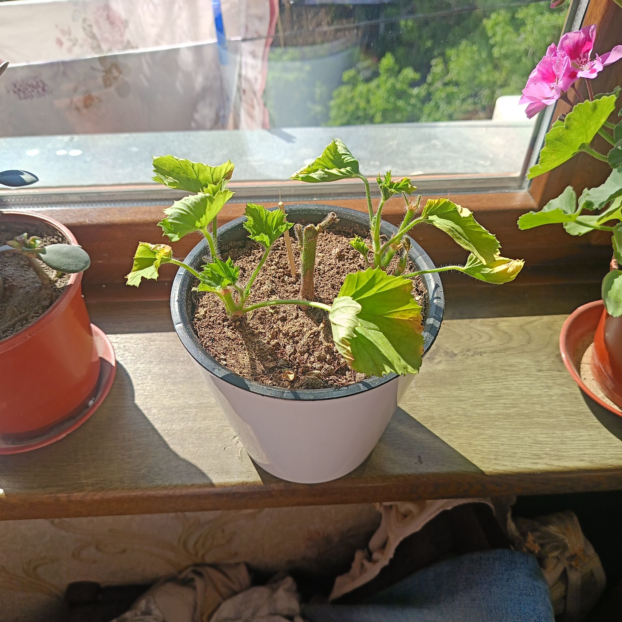 Photo of the plant species Muškát by @HeroicTwister19 named Sherlock on Greg, the plant care app