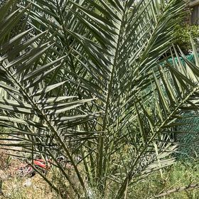 Photo of the plant species Date Palm by @SilkenMastic77 named Robert Plant on Greg, the plant care app