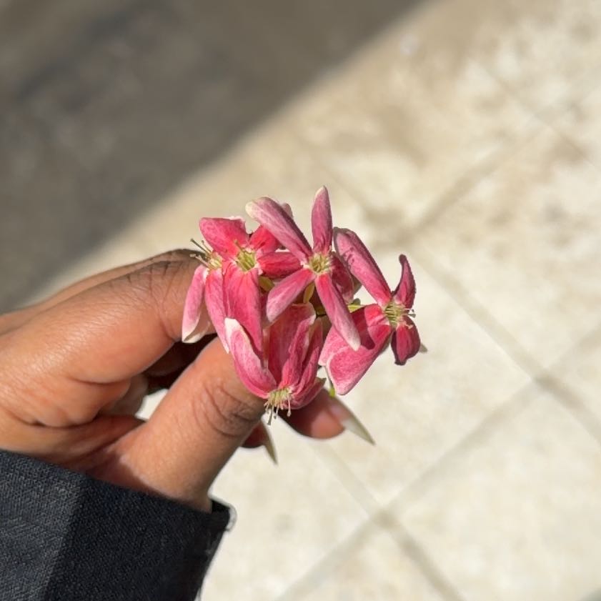 Photo of the plant species Chinese Honeysuckle by @SilkenMastic77 named Baesil on Greg, the plant care app