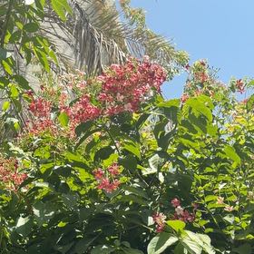 Photo of the plant species Chinese Honeysuckle by @SilkenMastic77 named Gaga on Greg, the plant care app