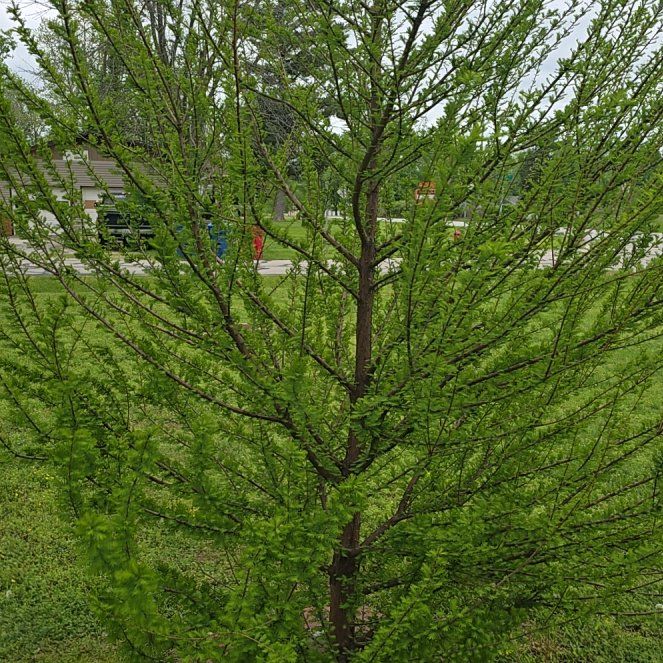 Photo of the plant species European Larch by @BeefyBlinks49 named Elle on Greg, the plant care app