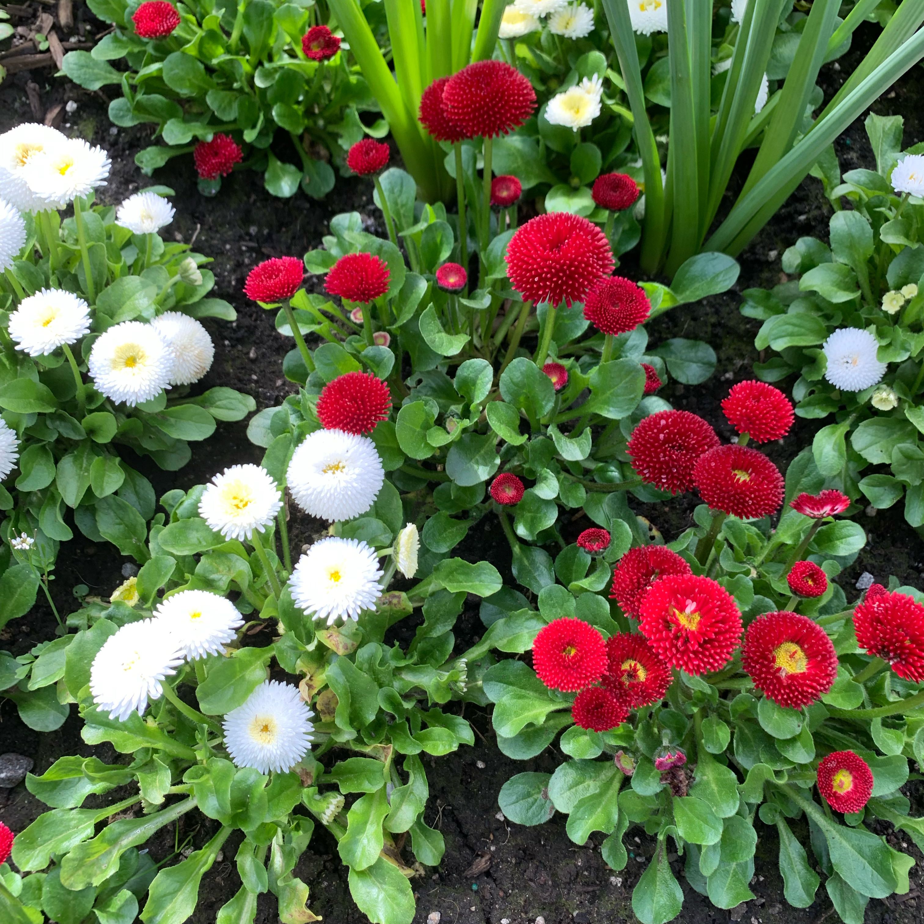 Photo of the plant species Daisy by @IdealAirplant76 named Gomez on Greg, the plant care app