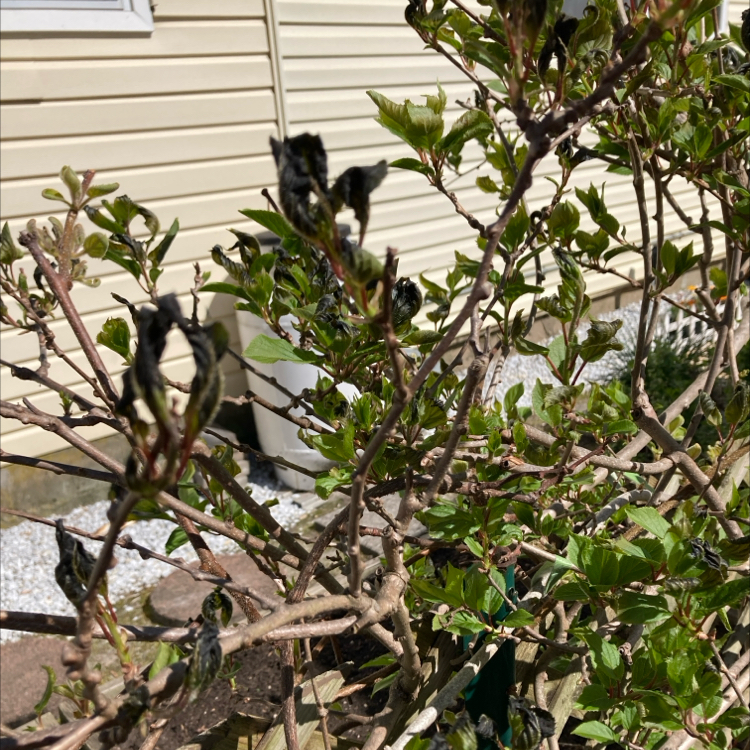 Photo of the plant species Akebia Quinata by @DeanDaisy31 named Jay moo on Greg, the plant care app