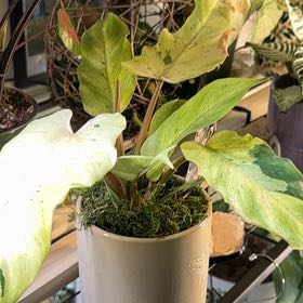 Photo of the plant species Snowdrift by @LordApricot50 named da Vinci on Greg, the plant care app
