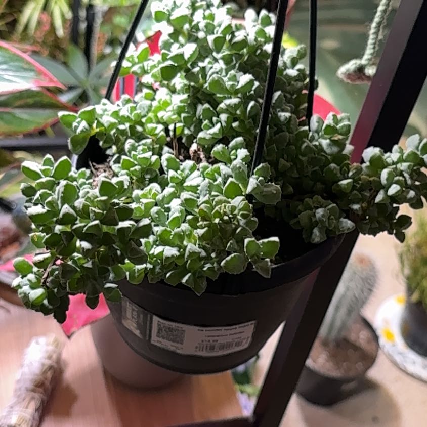 Photo of the plant species Lampranthus Deltoides by @LordApricot50 named Wall-E on Greg, the plant care app