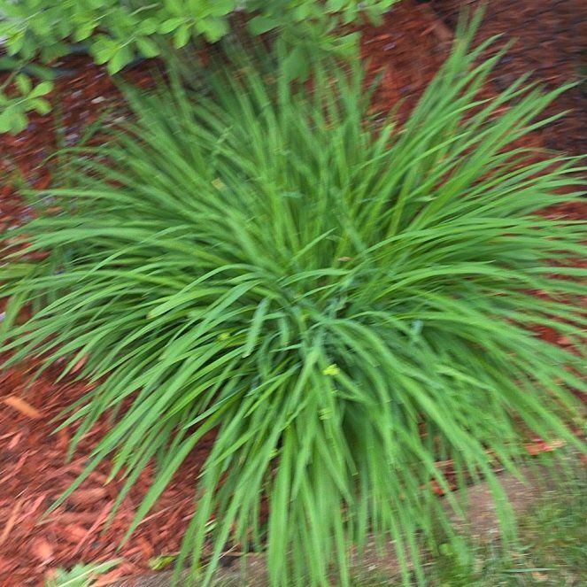 Photo of the plant species Lemon Grass by @ModernDatepalm7 named Orwell on Greg, the plant care app