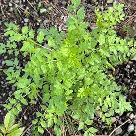 Photo of the plant species Narrowleaf Bittercress by @PetSarcodes24 named Shakira on Greg, the plant care app
