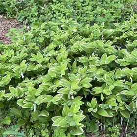 Photo of the plant species Angular Solomon's Seal by @PetSarcodes24 named Harmony on Greg, the plant care app