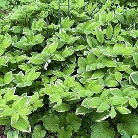 Photo of the plant species Angular Solomon's Seal by @PetSarcodes24 named Plato on Greg, the plant care app