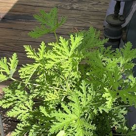 Photo of the plant species Sweet Scented Geranium by @SisterAvocado48 named Kendall on Greg, the plant care app