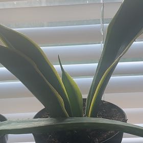 Photo of the plant species mother in law tongue by @YardFlax24 named Walt on Greg, the plant care app