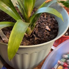 Photo of the plant species Bromeliad by @ShowyTamarack77 named Emerson on Greg, the plant care app