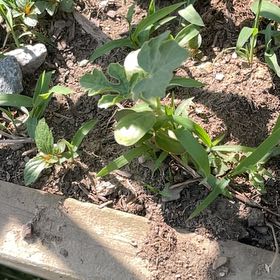 Photo of the plant species Beach Morning-Glory by @YiftSainfoin38 named Plato on Greg, the plant care app