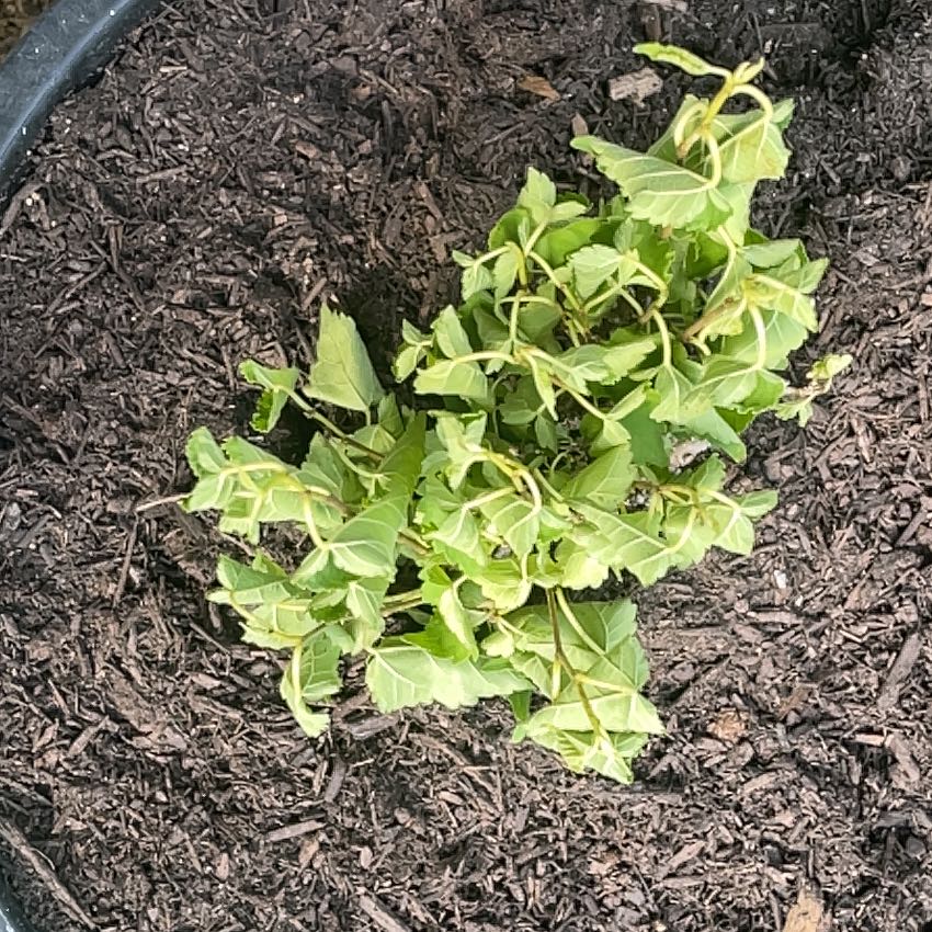 Photo of the plant species Cancer Weed by @YiftSainfoin38 named Captain Plant-it on Greg, the plant care app