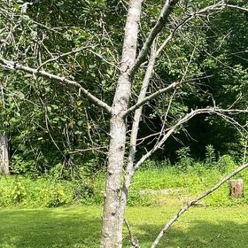Photo of the plant species Common Birch by @YiftSainfoin38 named Oscar on Greg, the plant care app