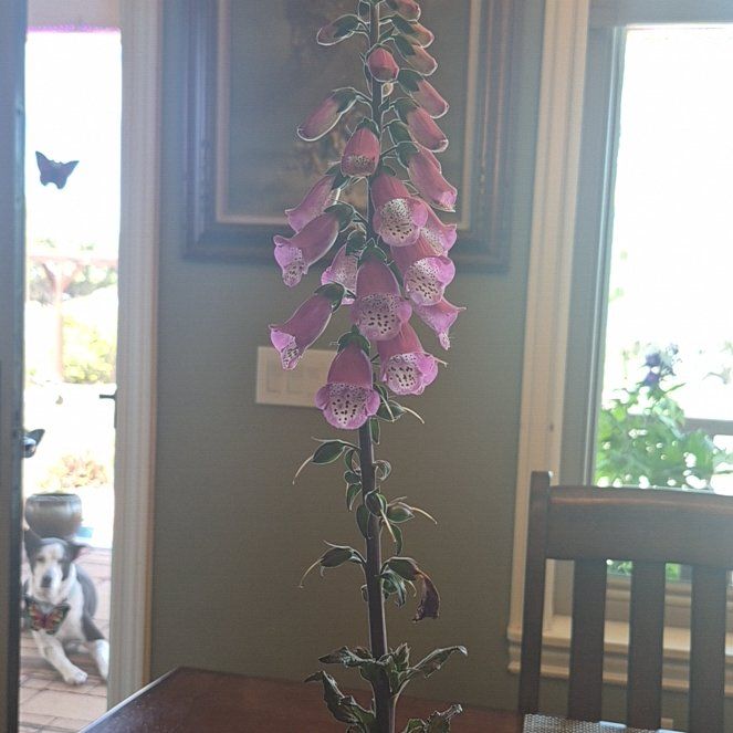 Photo of the plant species Common Foxglove by @CrispCatmint59 named Shakira on Greg, the plant care app