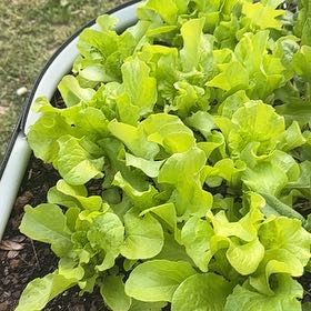 Photo of the plant species Lettuce 'Black Seeded Simpson' by @ZappyEncina65 named Lattice on Greg, the plant care app