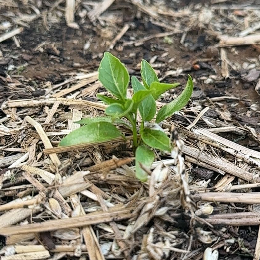 Photo of the plant species California Wonder Bell Pepper by @ZappyEncina65 named Luna on Greg, the plant care app