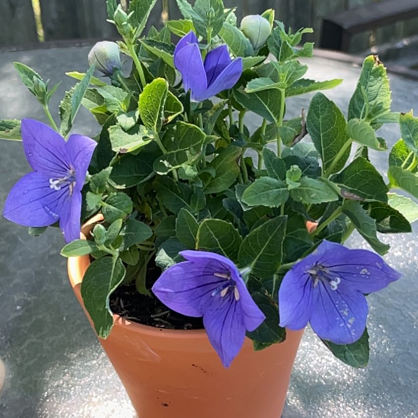 Photo of the plant species Balloon-Flower by @dreamylain named Sunny on Greg, the plant care app