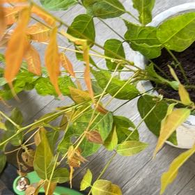 Photo of the plant species Bodhi Tree by @PetWateroak83 named Walt on Greg, the plant care app