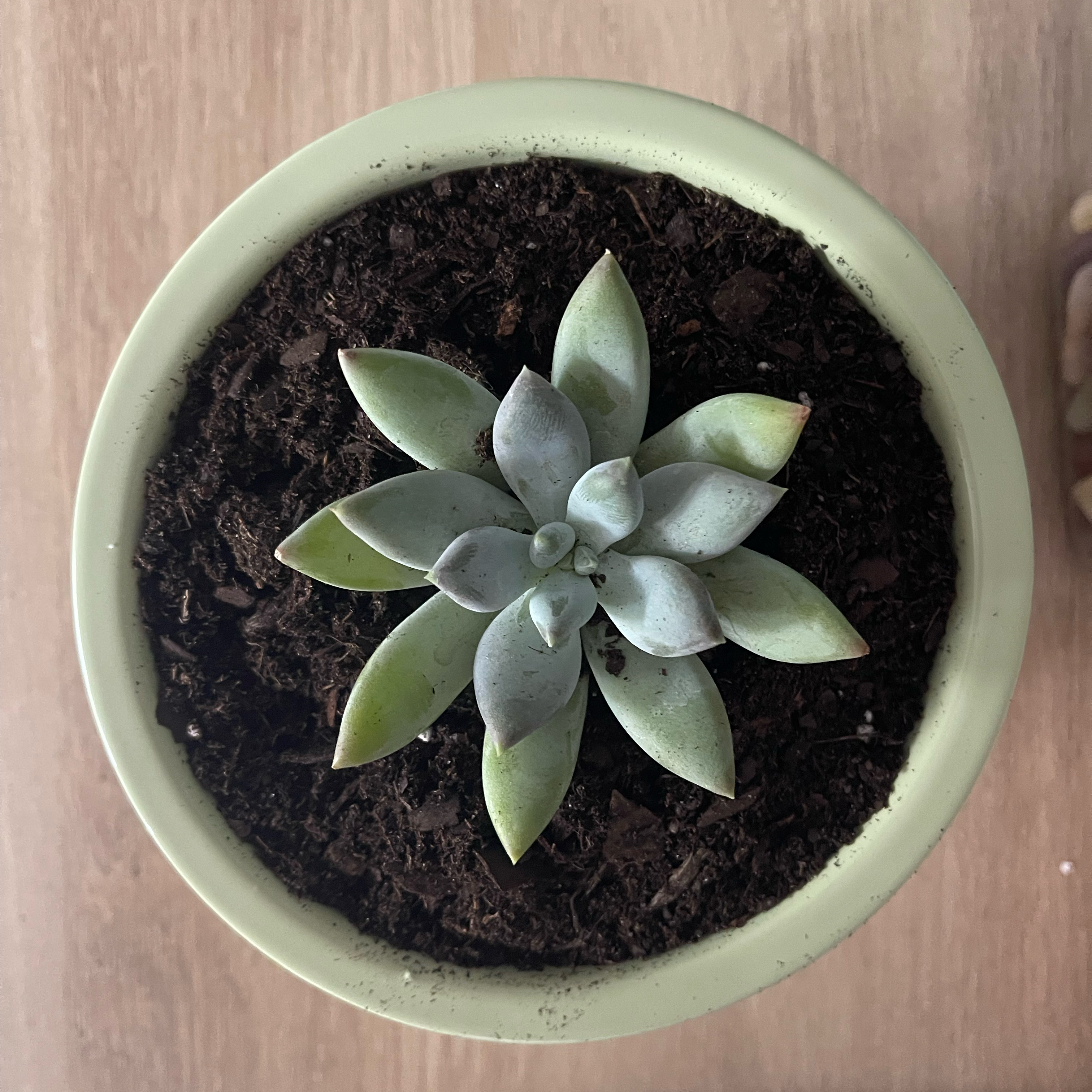 Photo of the plant species Pachyphytum 'Moon Silver' by @SageVetiver37 named Artemis on Greg, the plant care app