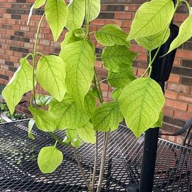 Photo of the plant species Japanese Tree Lilac by @GemMyrtleoak97 named Fernie Mercury on Greg, the plant care app
