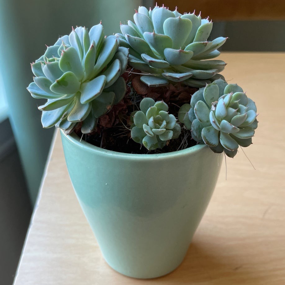 Photo of the plant species Echeveria Elegans by Mandy named Diana on Greg, the plant care app