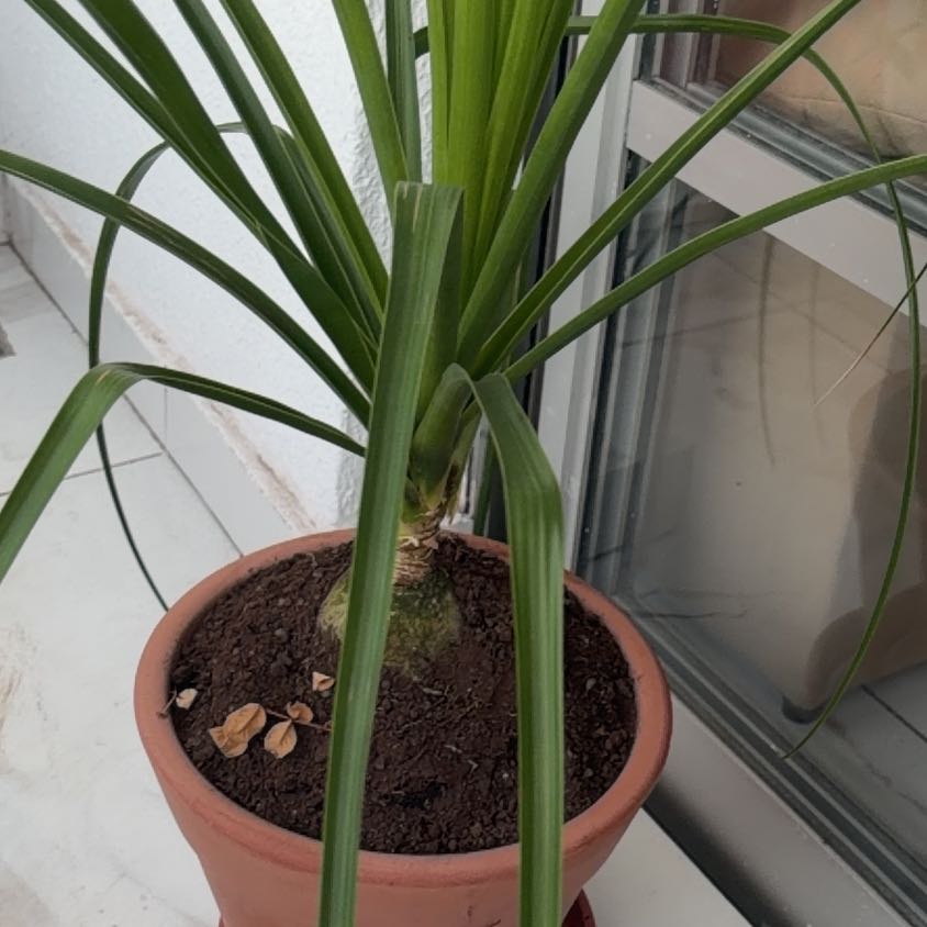 Photo of the plant species Ponytail Palm by @HeroPlanty8 named Dolores on Greg, the plant care app