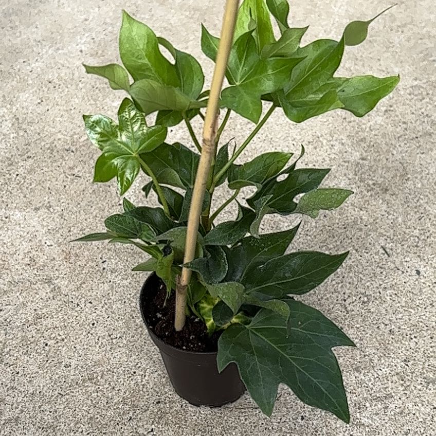 Photo of the plant species Coulter's Matilija Poppy by @AnewRuby20 named Keanu Leaves on Greg, the plant care app