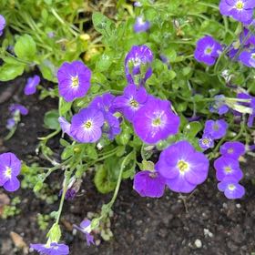 Photo of the plant species Lilacbush by @BreezyBurlemarx named Sproutacus on Greg, the plant care app