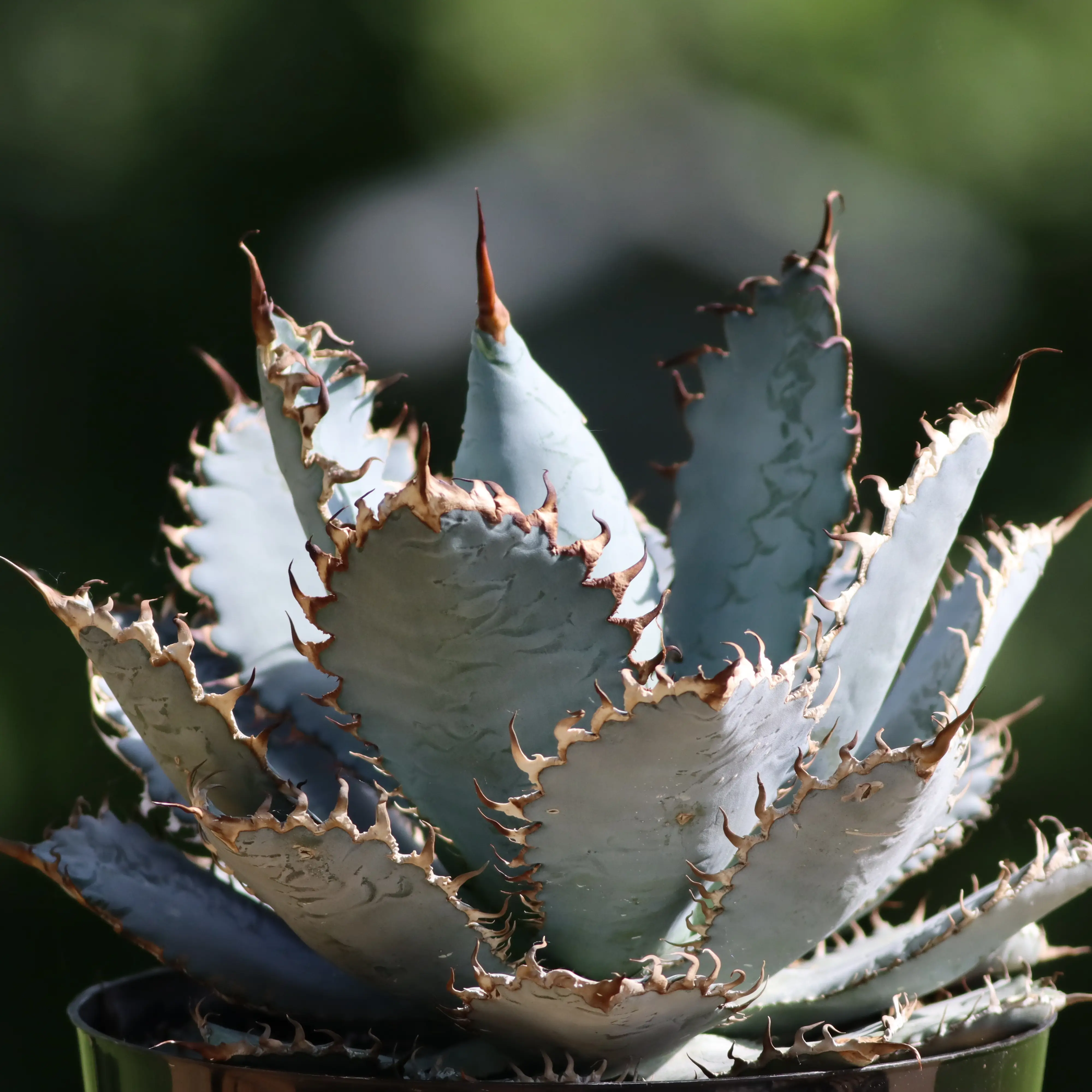 Photo of the plant species Agave titanota 'Lion's Mane' by @Orion-titanota named Riener on Greg, the plant care app
