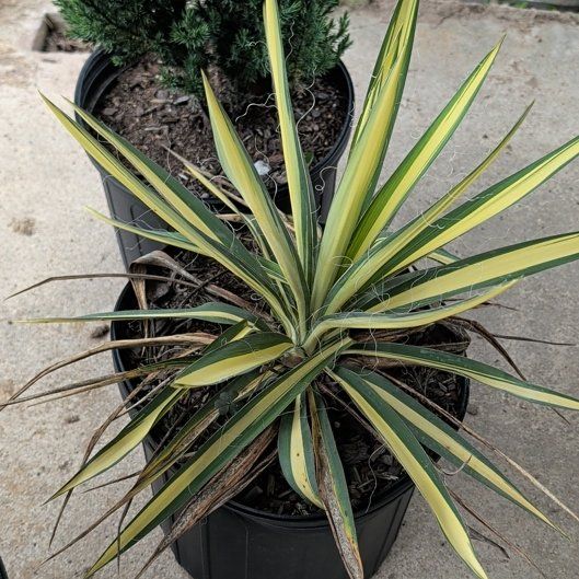 Photo of the plant species Spanish Dagger by @RuggedTaro6 named Einstein on Greg, the plant care app