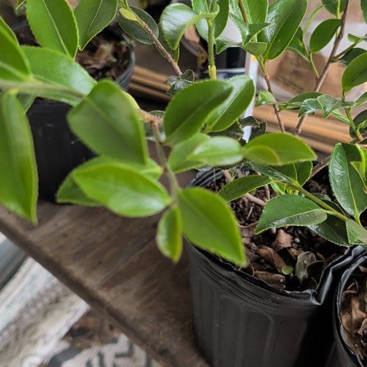 Photo of the plant species Shishi Gashira Camellia by @RuggedTaro6 named Orlando Bloom on Greg, the plant care app
