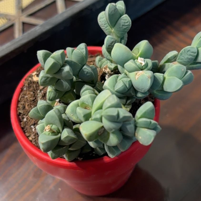 Photo of the plant species Corpuscularia by @DollBarley36 named Harper on Greg, the plant care app